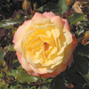 Rose Plant - Sunny Abundance
