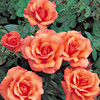 Rose Plant - Sunset Boulevard