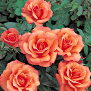Rose Plant - Sunset Boulevard