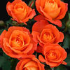 Rose Plant - Super Trouper