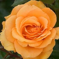 Rose Plant - Super Trouper
