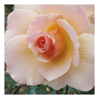 Rose Plant - Susan Daniel