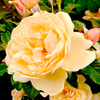 Rose Plant - Susie