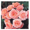 Rose Plant - Sweet Dream