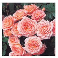 Rose Plant - Sweet Dream