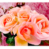 Rose Plant - Sweet Syrie