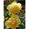 Rose Plant - The Brownie Rose