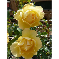 Rose Plant - The Brownie Rose