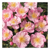 Rose Plant - The Lakeland Rose