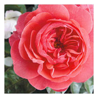 Rose Plant - The Pink Professor