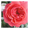 Rose Plant - The Pink Professor