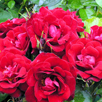 Rose Plant - The Prince