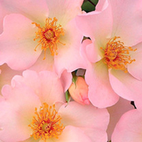 Rose Plant - The Simple Life