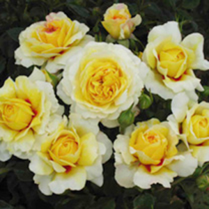 Rose Plant - The Sun and the Heart