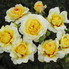 Rose Plant - The Sun and the Heart