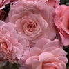 Rose Plant - Tickled Pink