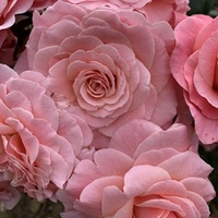 Rose Plant - Tickled Pink