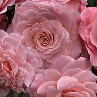Rose Plant - Tickled Pink