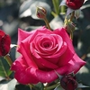 Rose Plant - Timeless Charisma