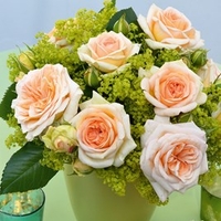 Rose Plant - Timeless Cream