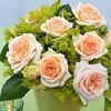 Rose Plant - Timeless Cream