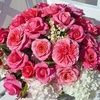 Rose Plant - Timeless Pink