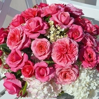 Rose Plant - Timeless Pink