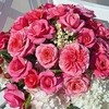 Rose Plant - Timeless Pink