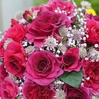 Rose Plant - Timeless Purple