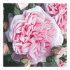 Rose Plant - Times Past