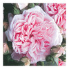 Rose Plant - Times Past