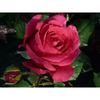 Rose Plant - Tower Bridge