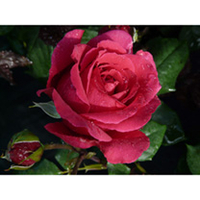 Rose Plant - Tower Bridge