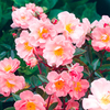 Rose Plant - Trellis Open Arms
