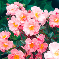 Rose Plant - Trellis Open Arms
