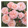 Rose Plant - Twiggy