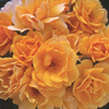 Rose Plant - Varenna Allen