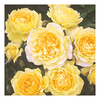 Rose Plant - Veronica Arnott