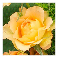 Rose Plant - Victoria Pendleton