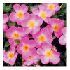 Rose Plant - Violet Cloud