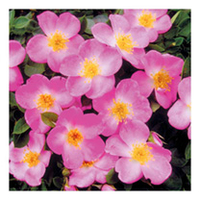Rose Plant - Violet Cloud