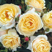 Rose Plant - Virginia McKenna