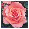 Rose Plant - Warm Wishes