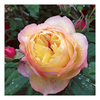 Rose Plant - Well Being