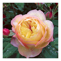 Rose Plant - Well Being