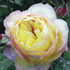 Rose Plant - Wellbeing