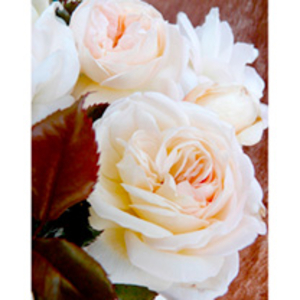 Rose Plant - White Fox