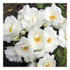 Rose Plant - White Star