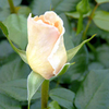 Rose Plant - York Minster