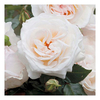 Rose Plant - York Minster